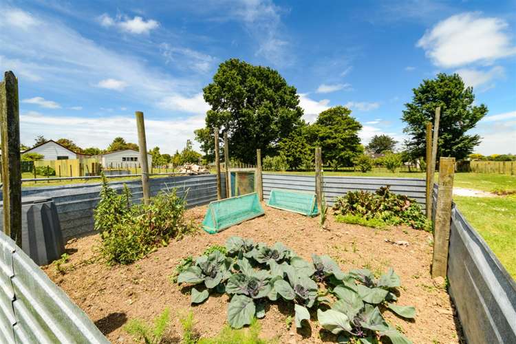 25 Flower Street Bulls_24