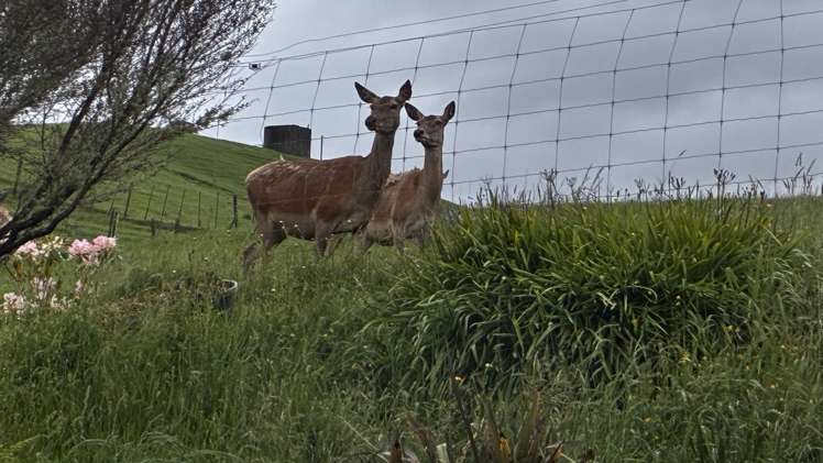 1255 Ararimu Road Ararimu_29