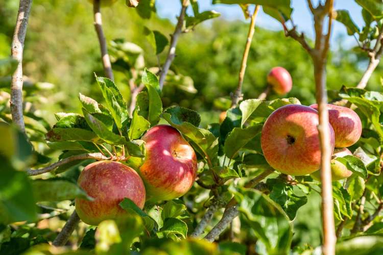 205 Cemetery Road Te Arai_22