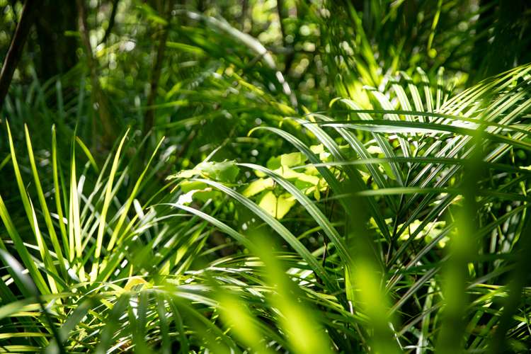 14a Puriri Road Waikanae_51