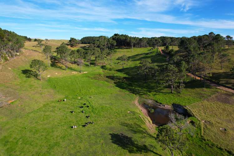 Babylon Coast Road Dargaville_7