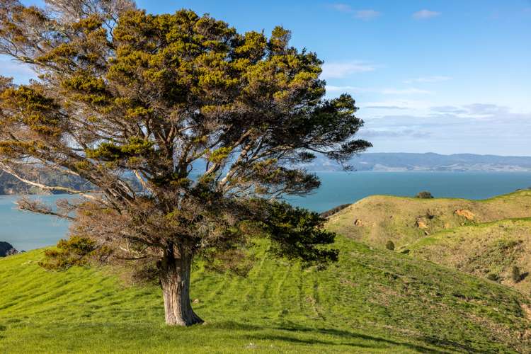 59 Waimangu Road Waiheke Island_7