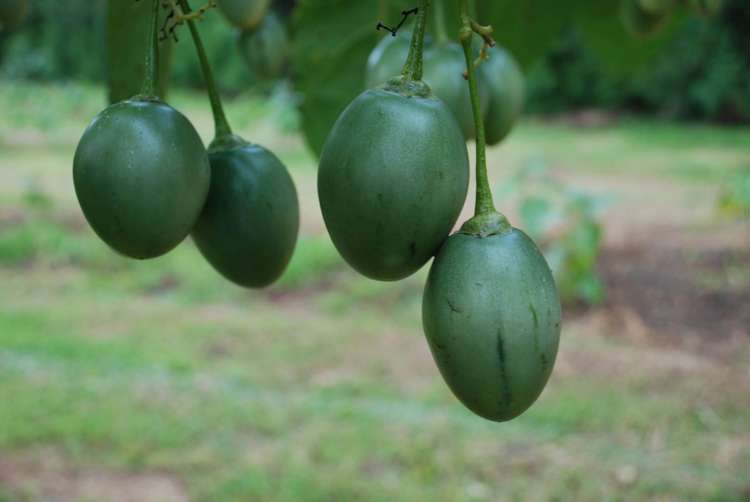 1358 State Highway 14 Maungatapere_22