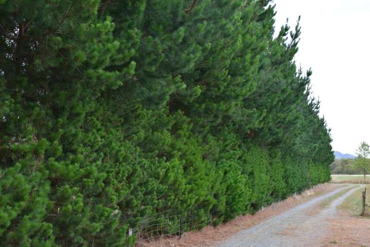 216 Reserve Road Balcairn_14