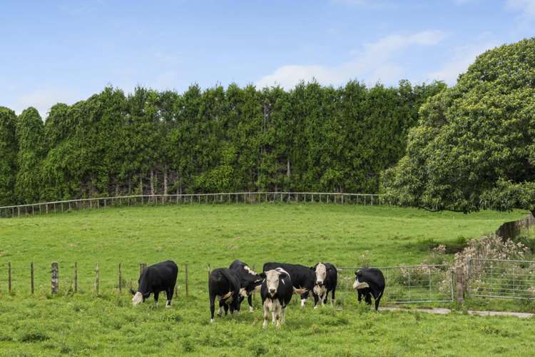 579 Belk Road Omanawa_22