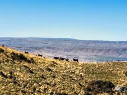 Productive high country station in Central Otago