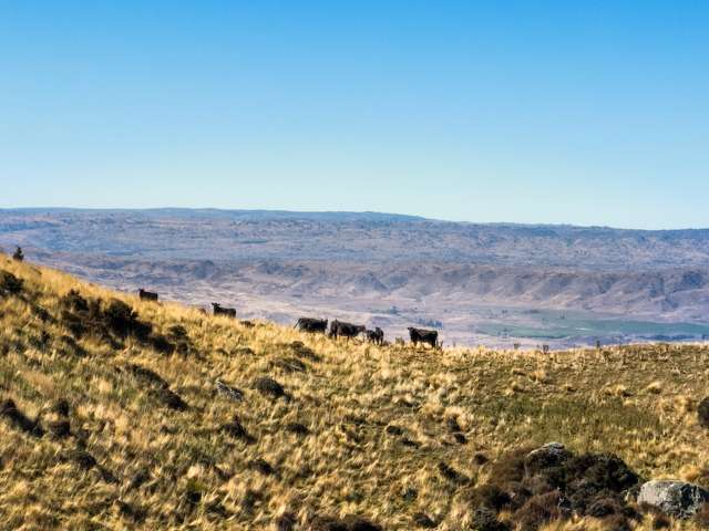 Productive high country station in Central Otago