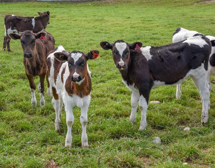 106 Rotherham Road South Culverden_22