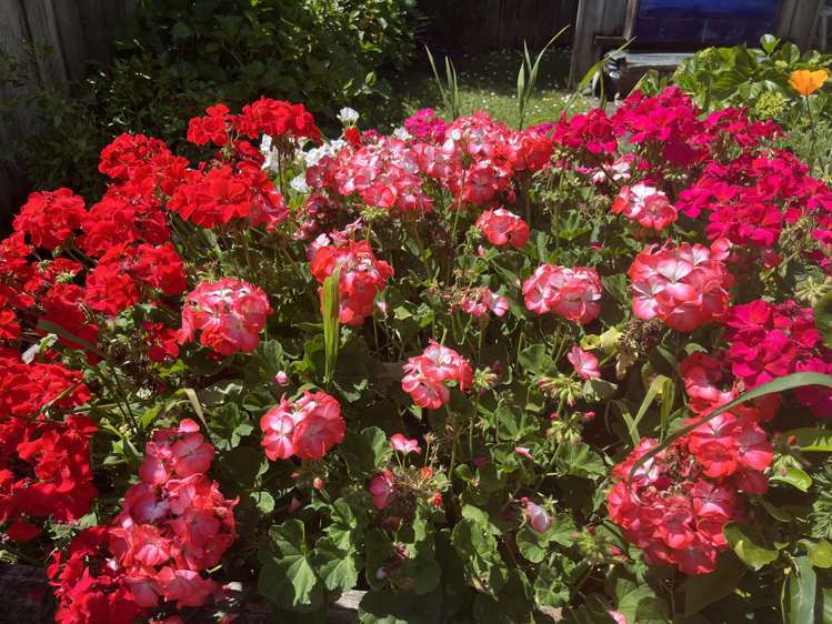 28D Zealandia Road Manly_30