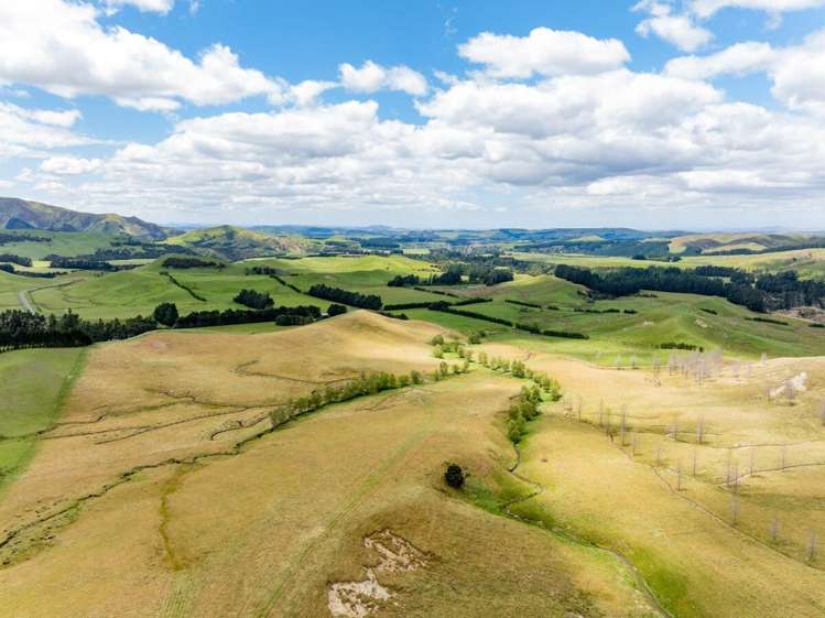 463 Gull Flat Road, Kereru Kereru_5