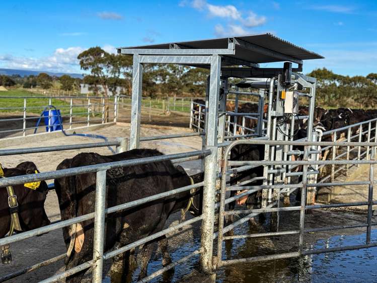 403 Island Edendale Road Menzies Ferry_22