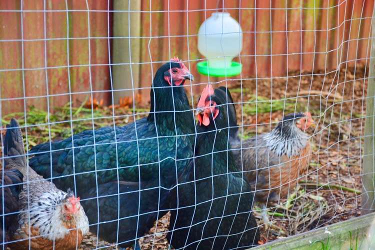 4 Tokoroa Road Tairua_21