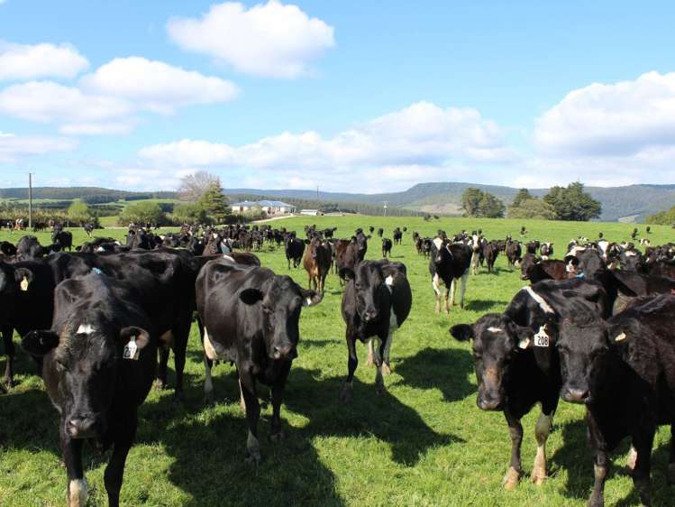 380 Matheson Road Catlins Surrounds_15