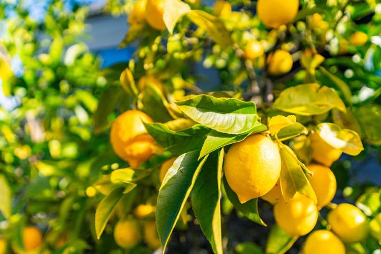 63 Puketotara Road Glenbervie_24