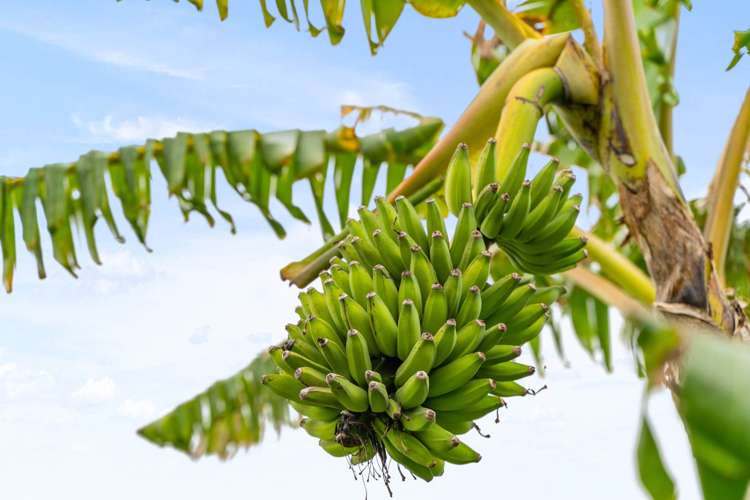 16 Graham Street One Tree Point_17