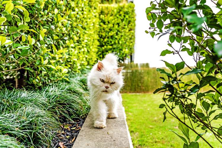 71a Ngataringa Road Devonport_31