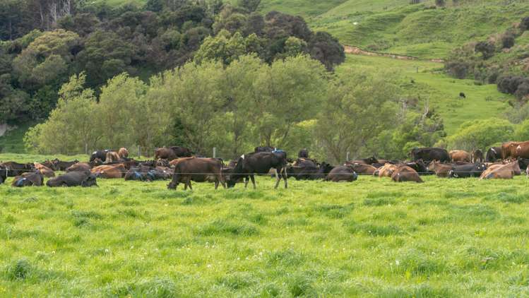 51 Falkner Road Eketahuna_20