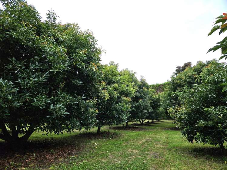 400 Te Matai Road Te Puke_10