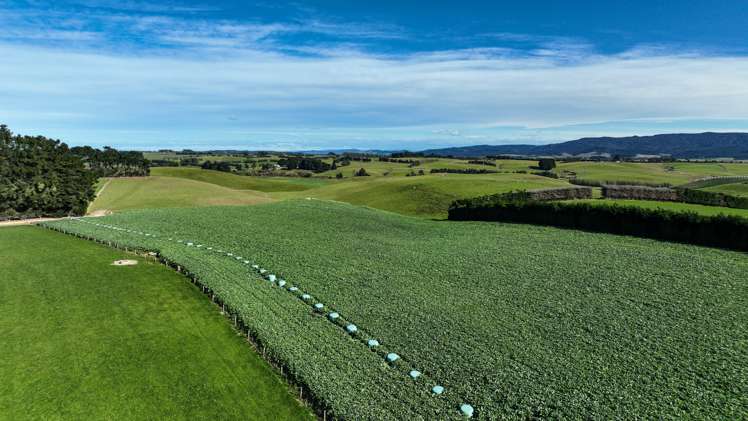 55 McGill Road Te Tipua_7