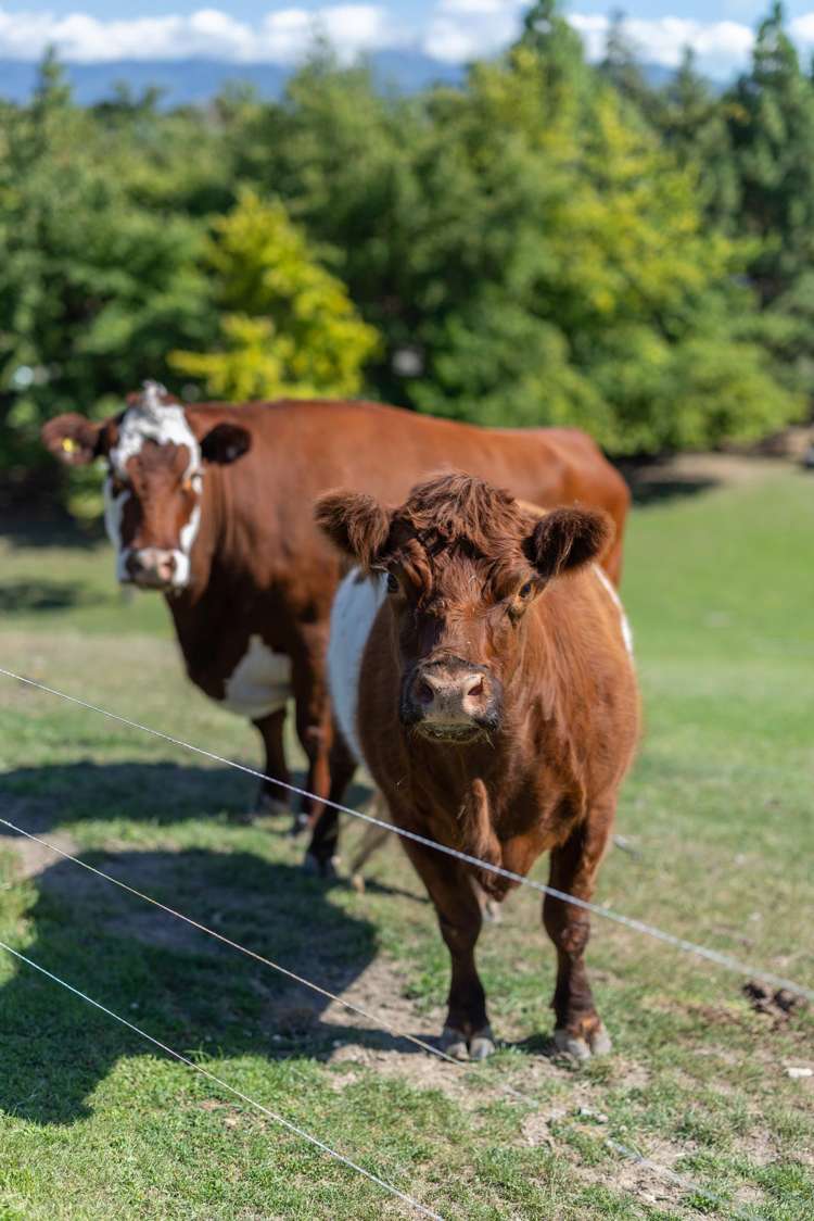 56 Fairbourne Drive Fairhall_25