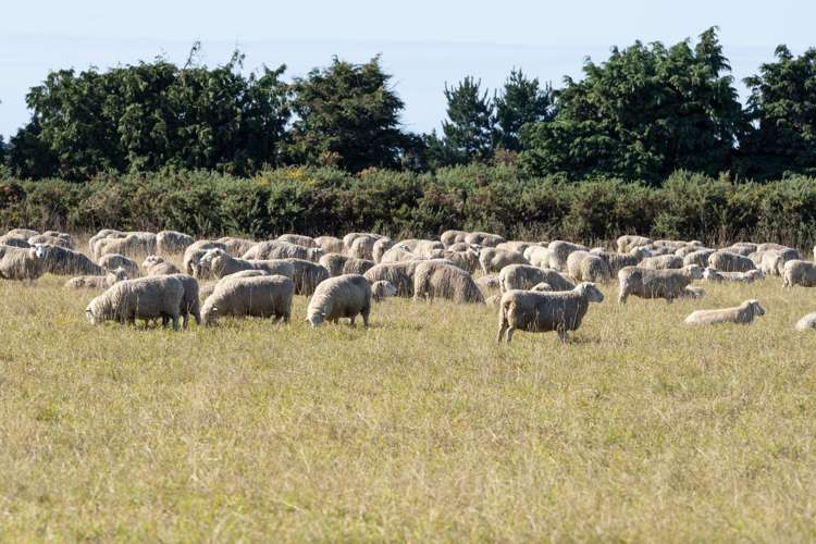 22 Taverners Road Dromore_14