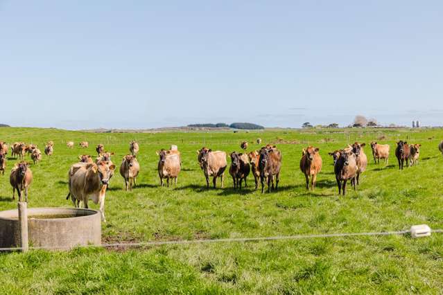 Manawatu Dairy/Dairy Support Opportunity