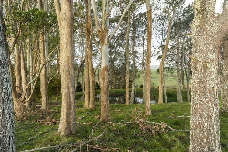 210 Milne Road Ruatangata_16