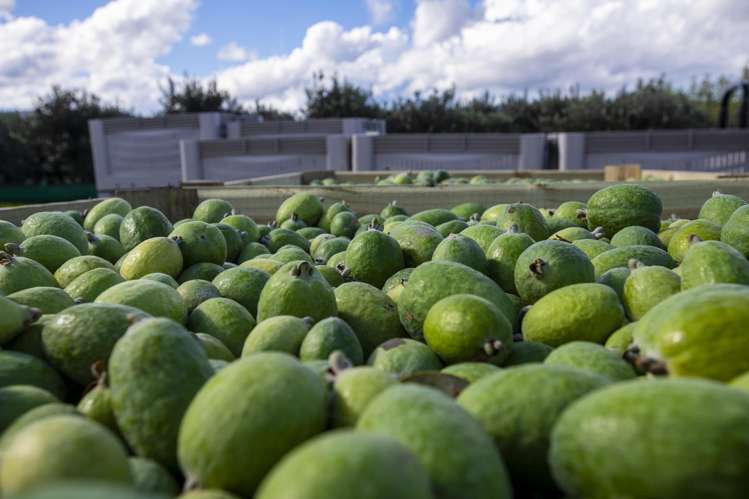 590 Matawai Road Waerengaahika_12