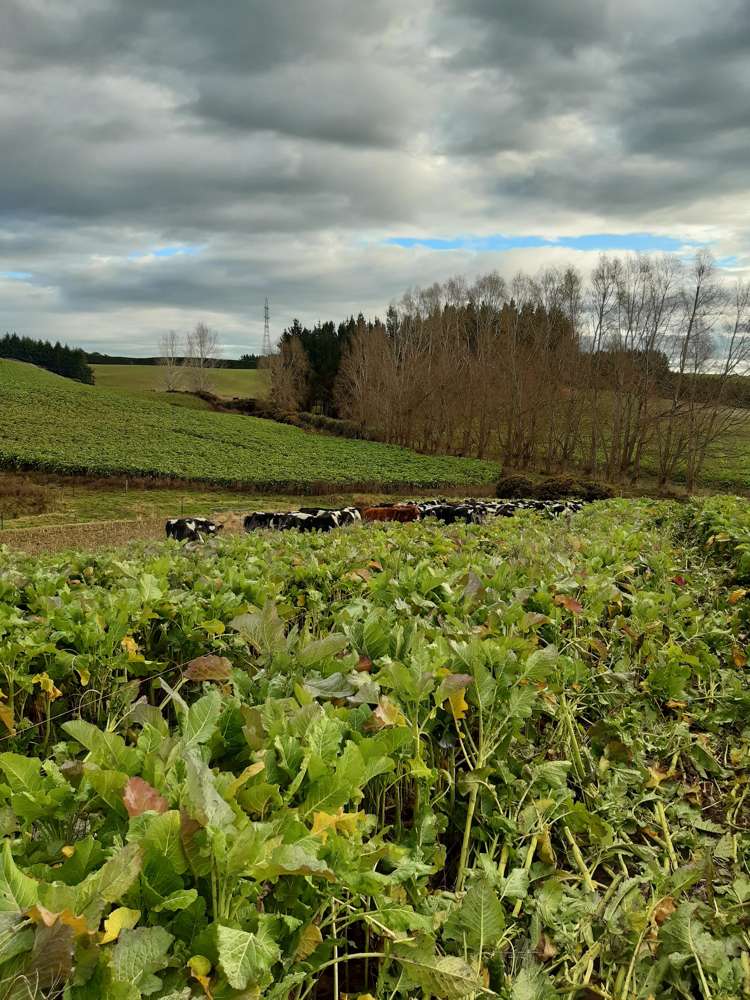 2000 Hillfoot Road Catlins Surrounds_2