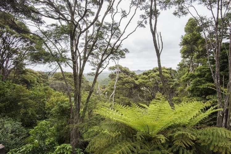 729 South Titirangi Road Titirangi_9
