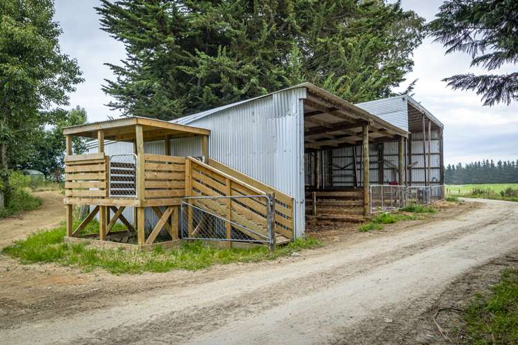 313 Springfield Road Totara_9