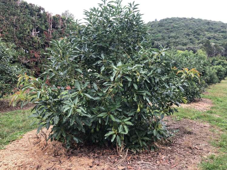 1423 State Highway 14 Maungatapere_6