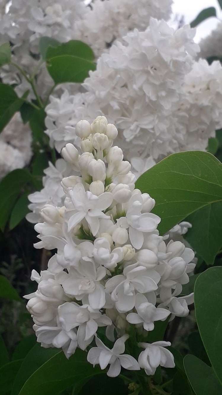 1/54 Brown Street Dunedin Central_5