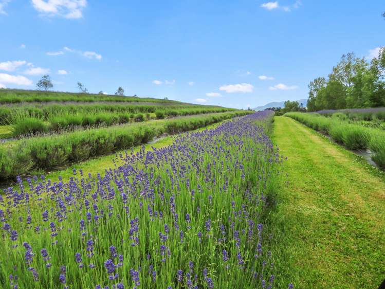 1463 Taiko Road Cave_19