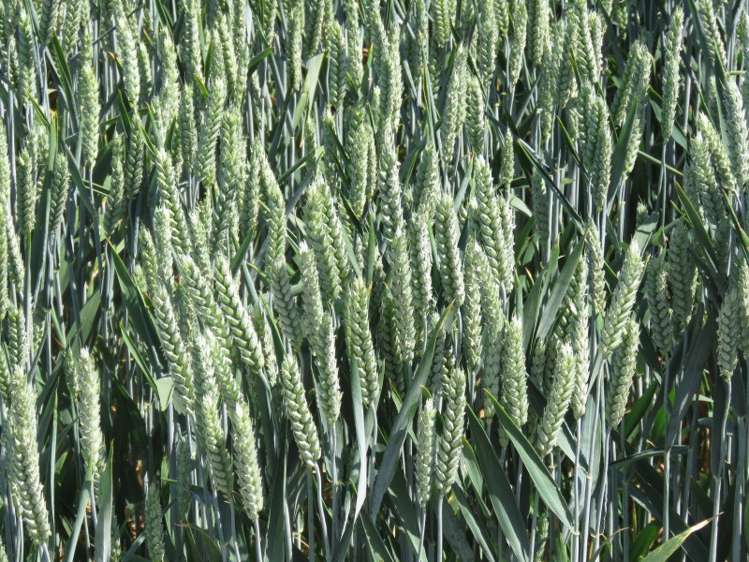 524 Rules Road Pendarves_5