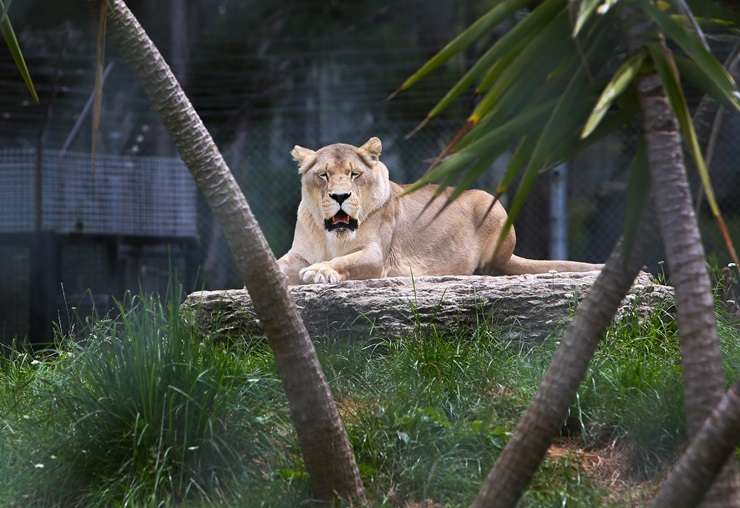 Kamo Wildlife Sanctuary, in Northland, has a new owner. Photo / Michael Cunningham