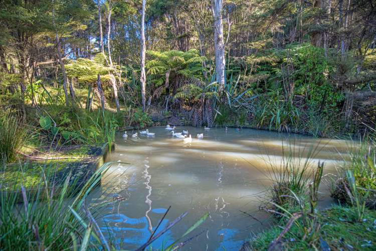 341 Kanohi Road Kaukapakapa_18