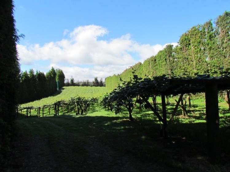 81 Ruahihi Road Kaimai_13