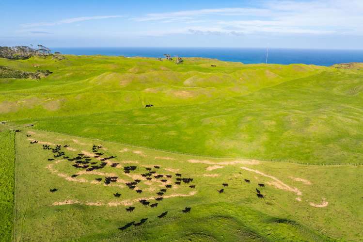 Pinaki Road Dargaville_2