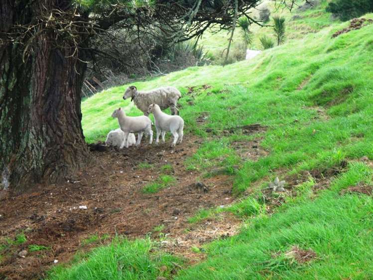 18 Kirk Street Matawai_19