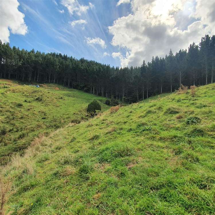 Waitete Road Waihi_12