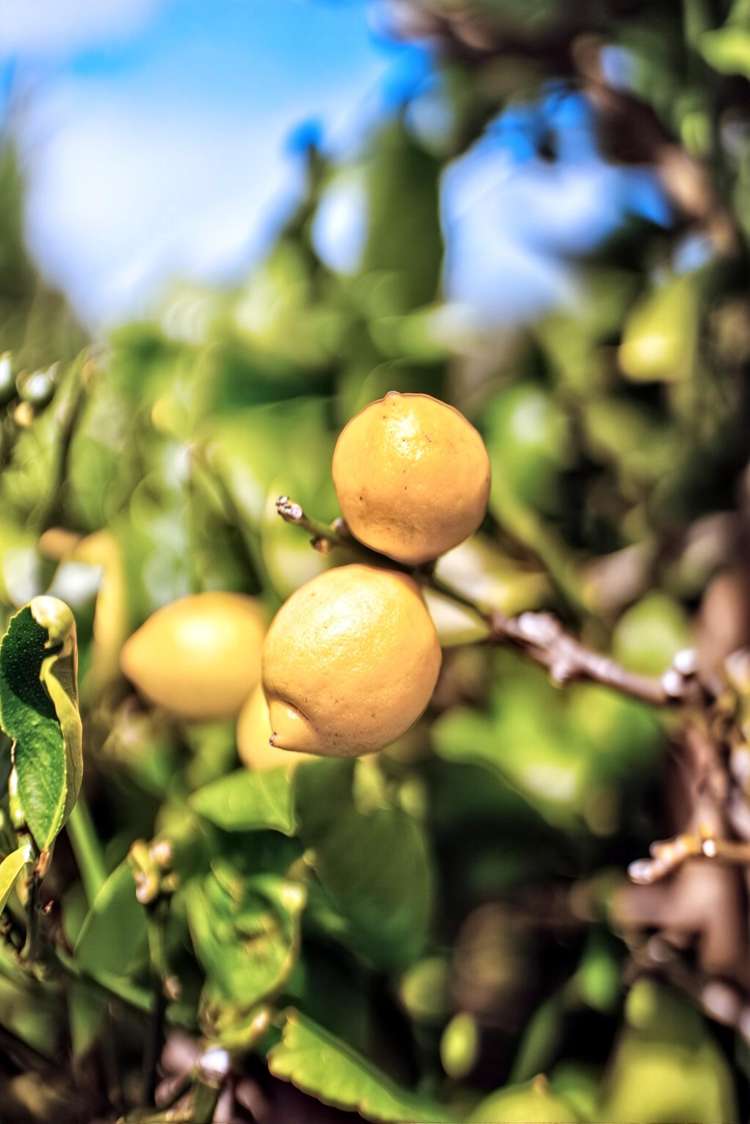 25 Oxford Street Martinborough_24