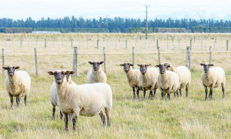 1926 Christchurch Akaroa Road Gebbies Valley_18