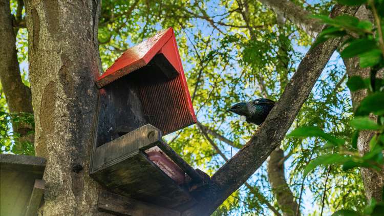 15 Stamford Place Ohauiti_18