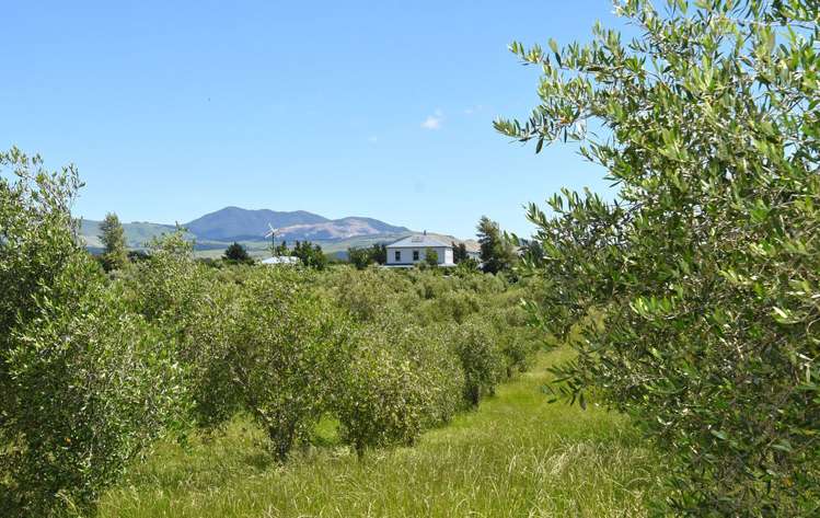 142b Dublin Street Martinborough_19