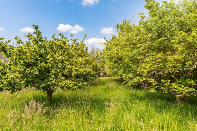 179 Bidwills Cutting Road Greytown_7