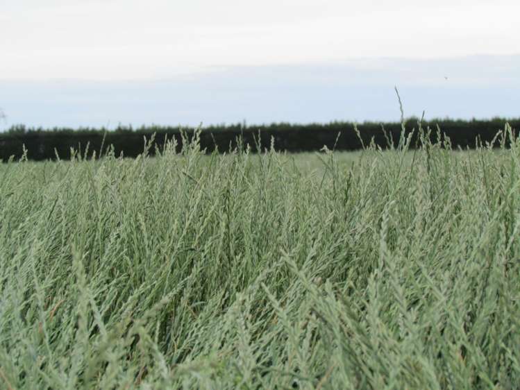 40 Dorie School Road Dorie_9