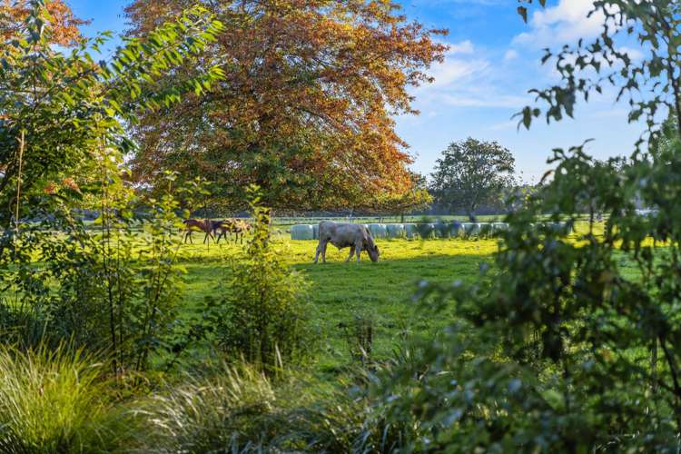 584 Orari Station Road Geraldine_31