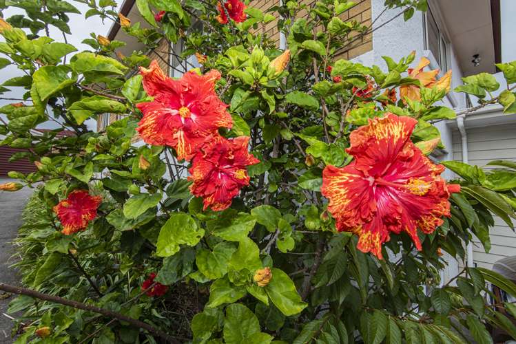 1/28 Three Mile Bush Road Kamo_12