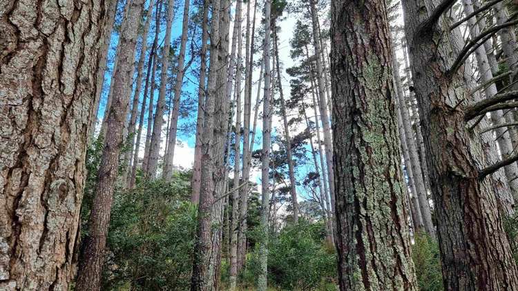 294 Foster Road Waimauku_20